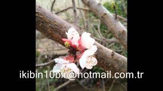 Yarim Nerdesin.wmv