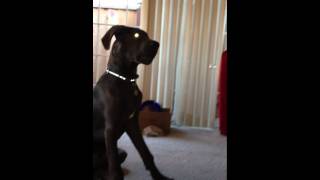 Great Dane Puppy Loving Bubbles by Valerie Bryden 108 views 12 years ago 2 minutes, 2 seconds