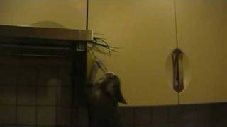 funny---TRAWA JEST DOBRA nawet dla kota---funny