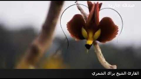 تلاوة رائعة جداً ((والله أخرجكم من بُطُون أمهاتكم)) للشيخ براك الشمري