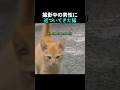 撮影中の男性に近づいてきた猫