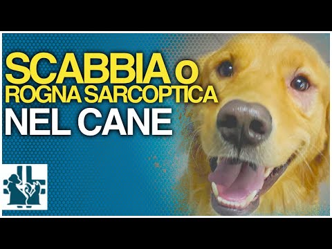 Video: La candeggina ucciderà la rogna sui cani?