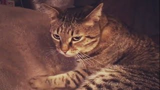 Angry cats! Funny and Cute Cats Videos! 😹 by SPARKLE PETS 387 views 3 years ago 5 minutes, 50 seconds