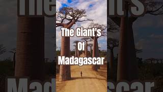 Avenue Of The Baobabs Madagascars Ancient Giants