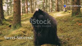 Bear's Honey Heist Gone Wrong! 2025 04 10 1
