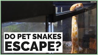 Do Pet Snakes Escape Easily?