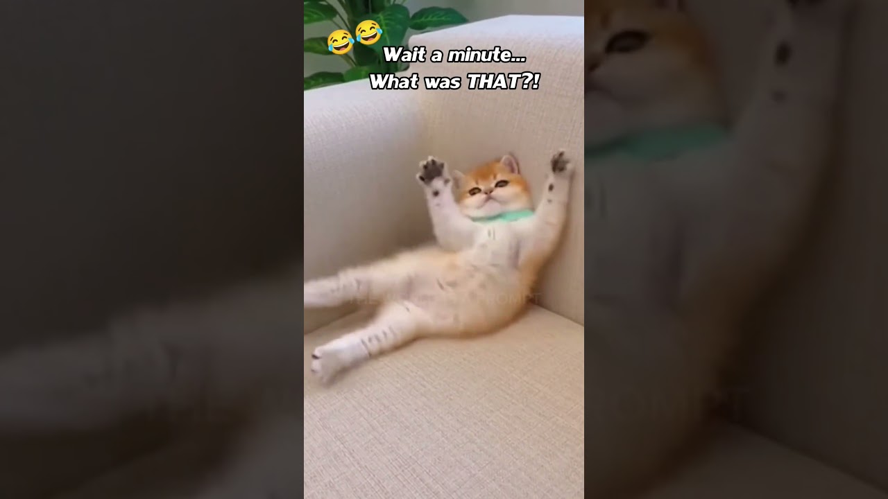 Верните его! Я смотрю лучший сериал! 😂😂😂 