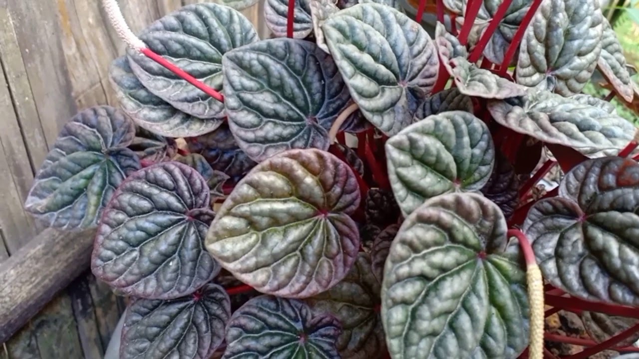 Lagi Jadi Idola Inilah Bunga Janda Gatal Yang Di Incar Incar Youtube