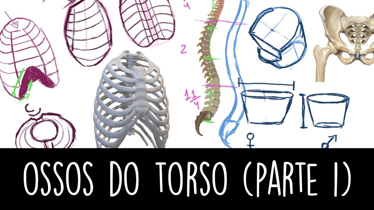 [ANATOMIA] - Caixa torácica, Coluna e Bacia (Parte 1)