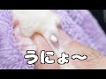 肛門線搾りでモモンガとの戦い