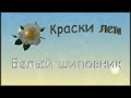 Белый шиповник/White rosehip