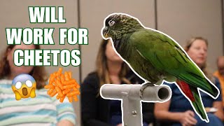 Why A Healthy Diet Is Key To Overcoming Parrot Aggression Training A Pionus Parrot
