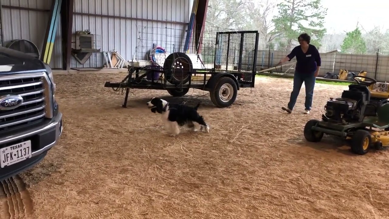 Bryce UKC elite Vehicles 2/2019