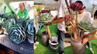 Useful Tips for Succulents | #succulents #suculentas #다육 by Vườn sen đá 5,831 views 2 months ago 4 minutes, 40 seconds