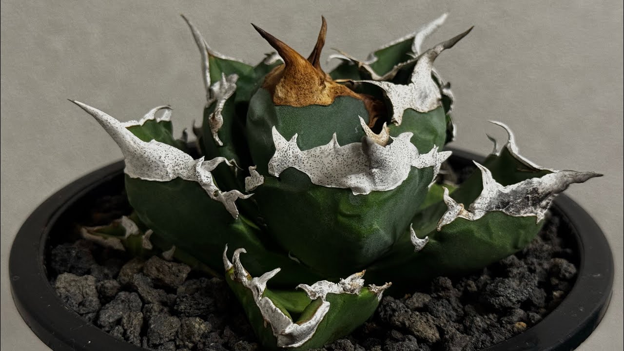 アガベ 海星② 20260601 アガベ・チタノタ 白火焔(中株/台湾Hanes)-003｜agave