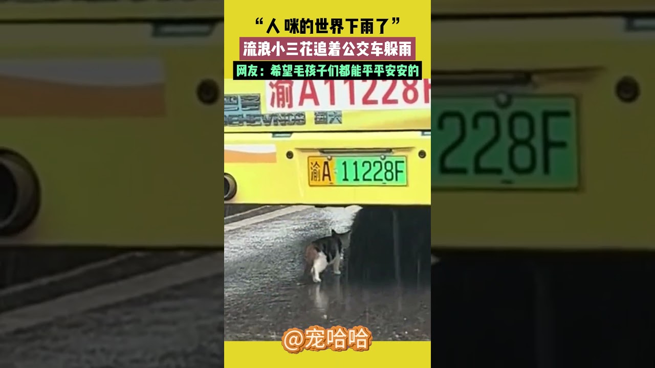 “人，咪的世界下雨了”，流浪小三花追著公交車躲雨，網友：希望毛孩子們都能平平安安的 #宠哈哈