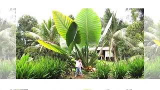 Genesis Chapter 13 ESV With The Biggest Leaf In The World BG