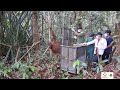 Releasing rescued orangutans hasna  hasan back into the wild