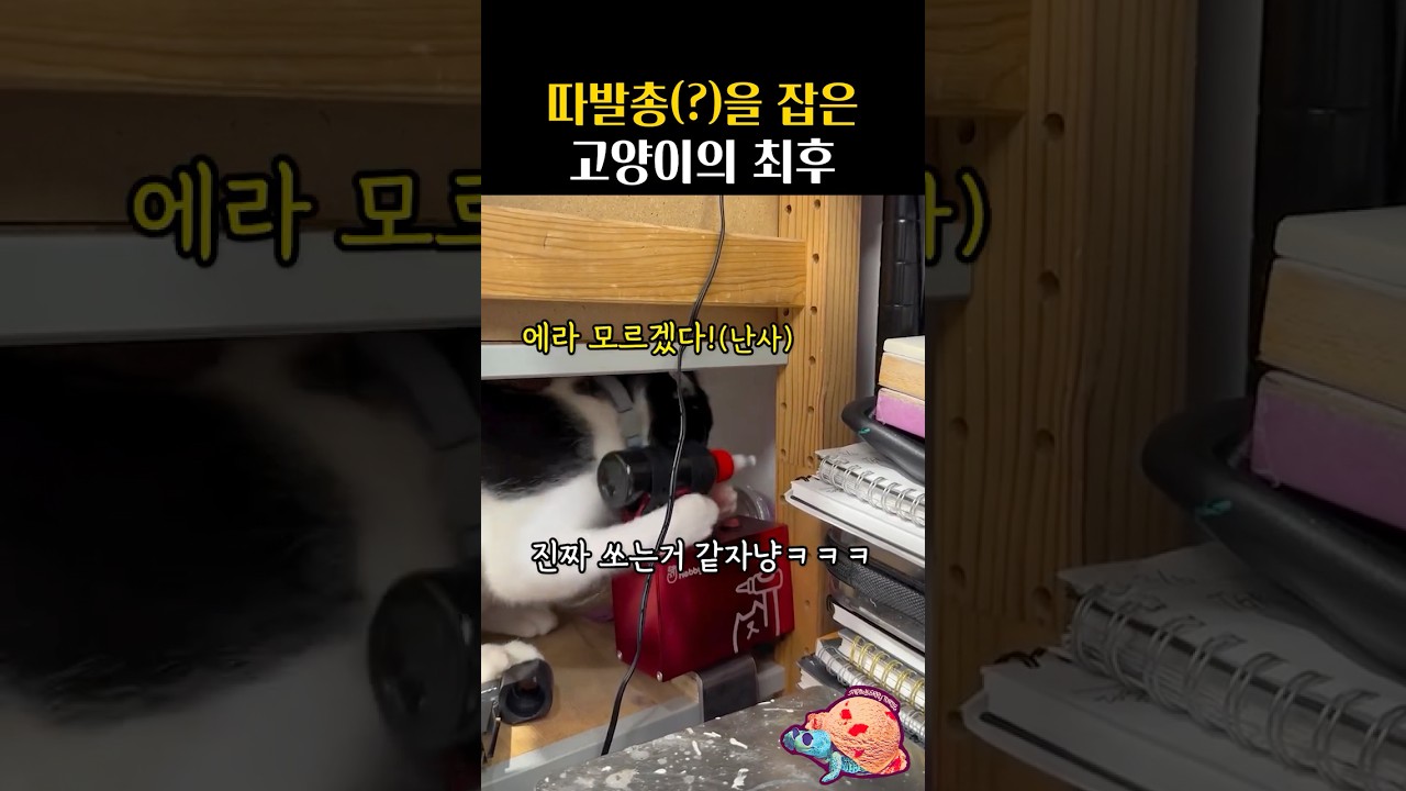 따발총(?)을 잡은 고양이의 최후