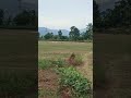 कबूतर 🕊️🕊️🕊️🕊️