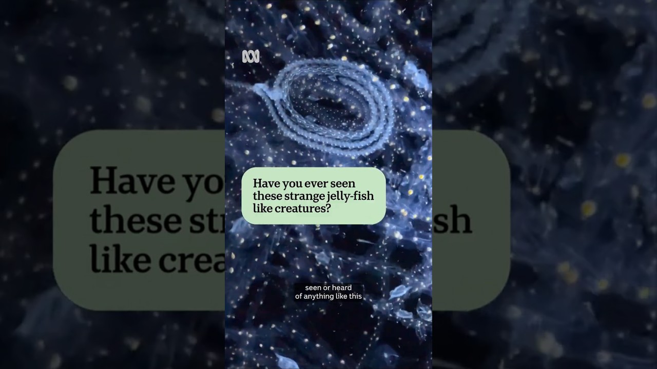 Unprecedented salp population excites marine biologists | ABC News