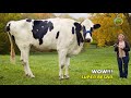 Melihat Sapi sapi Terbesar di Dunia Yang Pernah Hidup dan Ada Sampai Sekarang