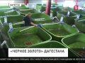 В Дагестане запустили предприятие по производству чёрной икры