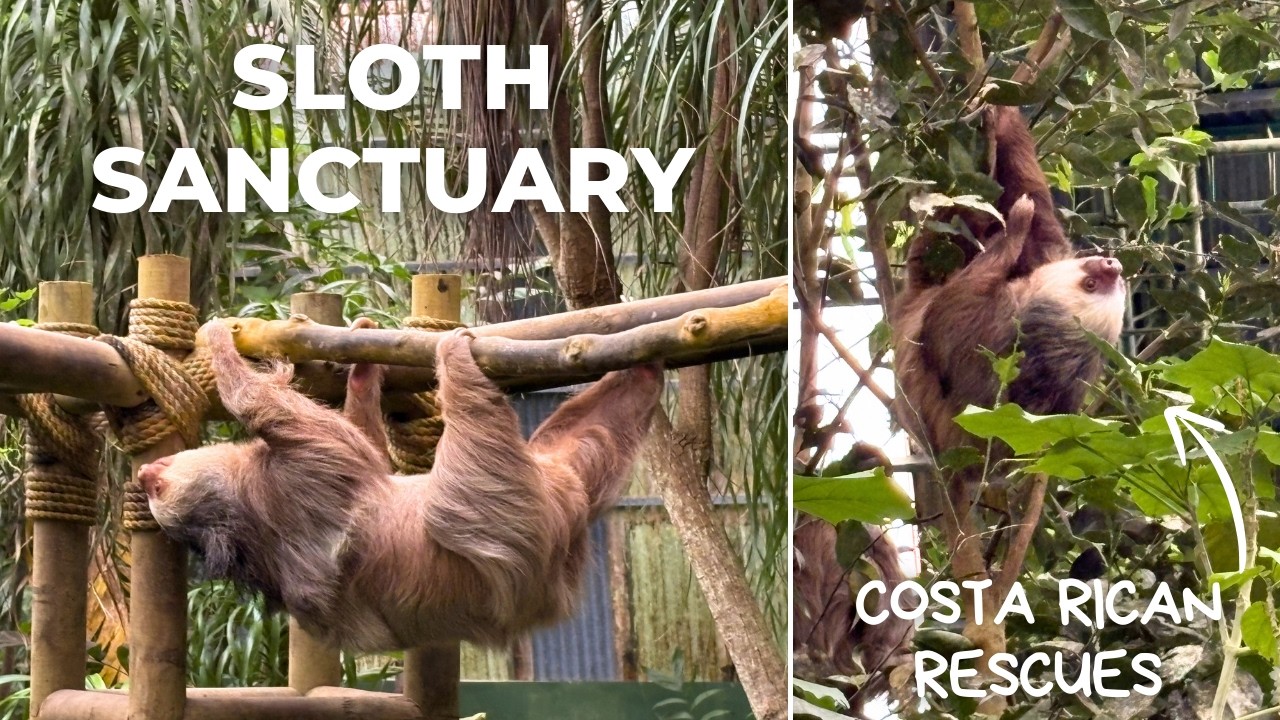 Inside Costa Rica’s Sloth Sanctuary 🦥 | Selvatura Park, Monteverde