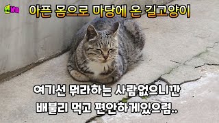 아픈 몸으로 마당에 찾아온 길고양이가 배불리먹고 약도 먹이니 이렇게 좋아지네요.