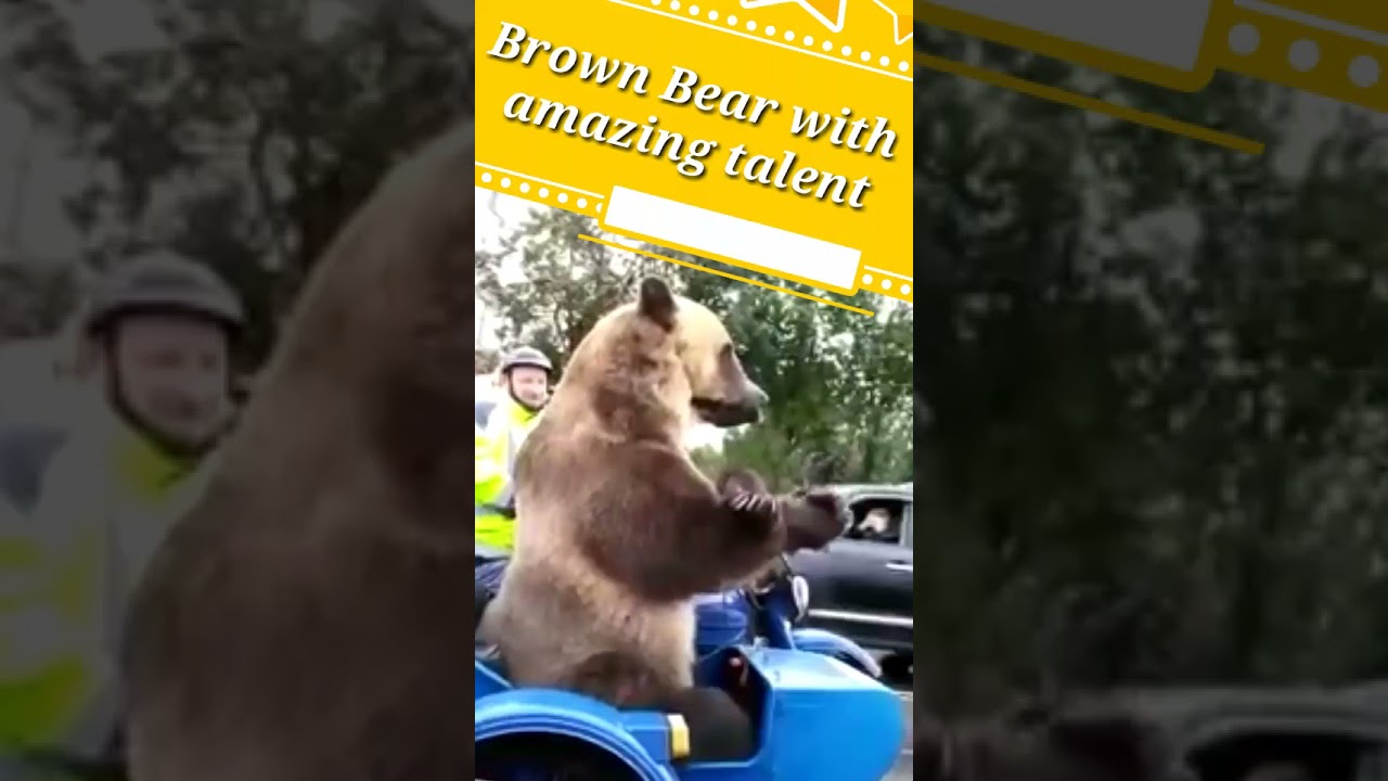 Brown Bear With Amazing Talent 