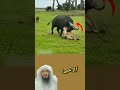 الذروة تدخل الأم بسرعة هائلة ونطح الضبع بقوة لتبعده عن طفلها  لايك