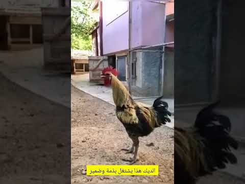 لما يعلق صوت الديك مضحك