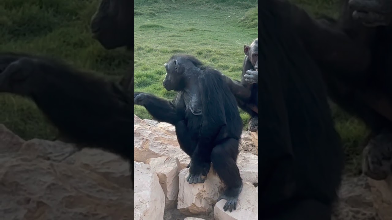 Riyadh zoo Chimpanzees 