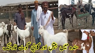Beetal And Gulabi goat farm