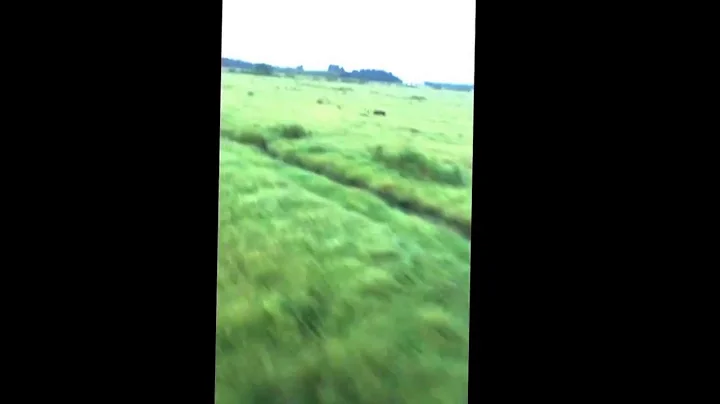 Hog hunting south Florida. Running hog with buggy no dogs.