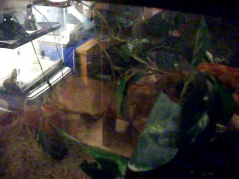 historia del voleibol Where Does My Amel Corn Snake Goes first? IDK Watch and Learn to find out!!!