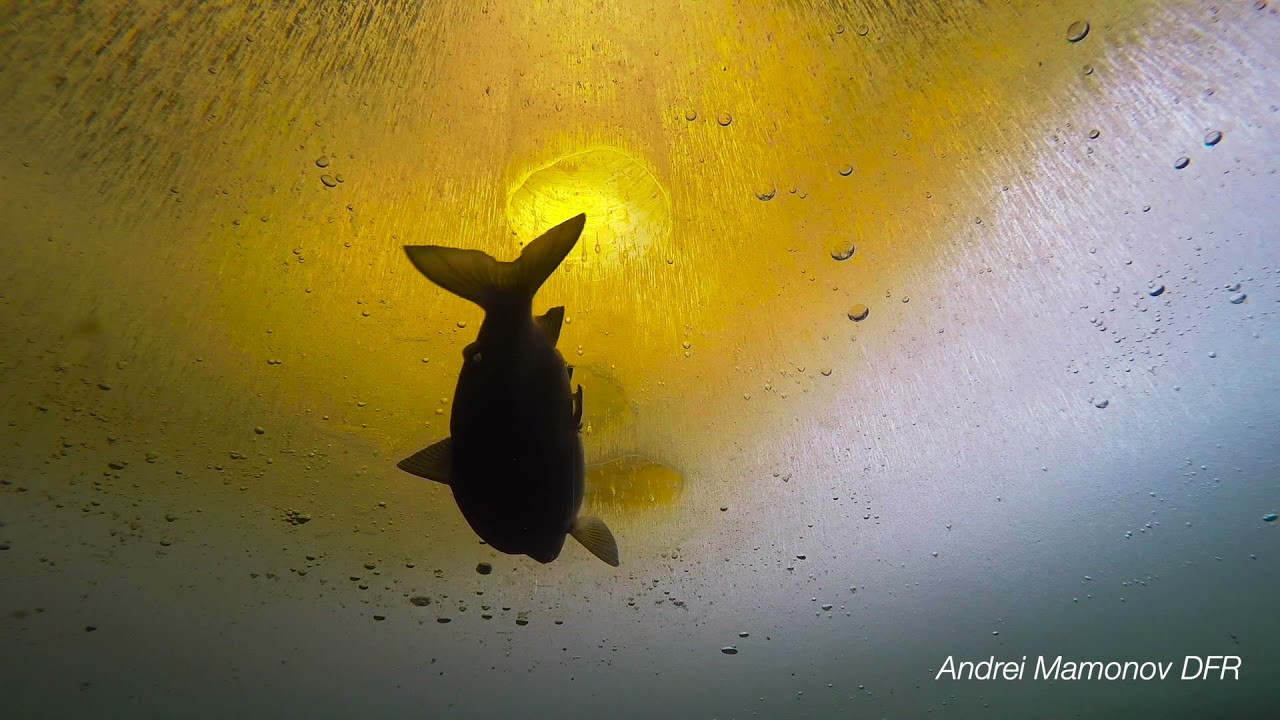 Ankarsund (Storuman) -3