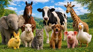 30 cute Animals sounds for kids | Learn Animal Sounds For Toddlers , Elephant , Cat , Horse , Cow.