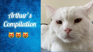 Arthur’s Compilation Turkish Angora Cat by Asseth83 277 views 1 year ago 9 minutes, 1 second