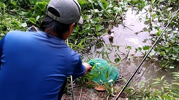Câu cá trê.câu cá con kênh nhiều lục bình gặp ngay ổ cá trê ăn liên tục