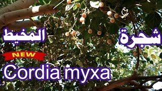 شجرة نادرة تساوي وزنها ذهبا Cordia Myxa
