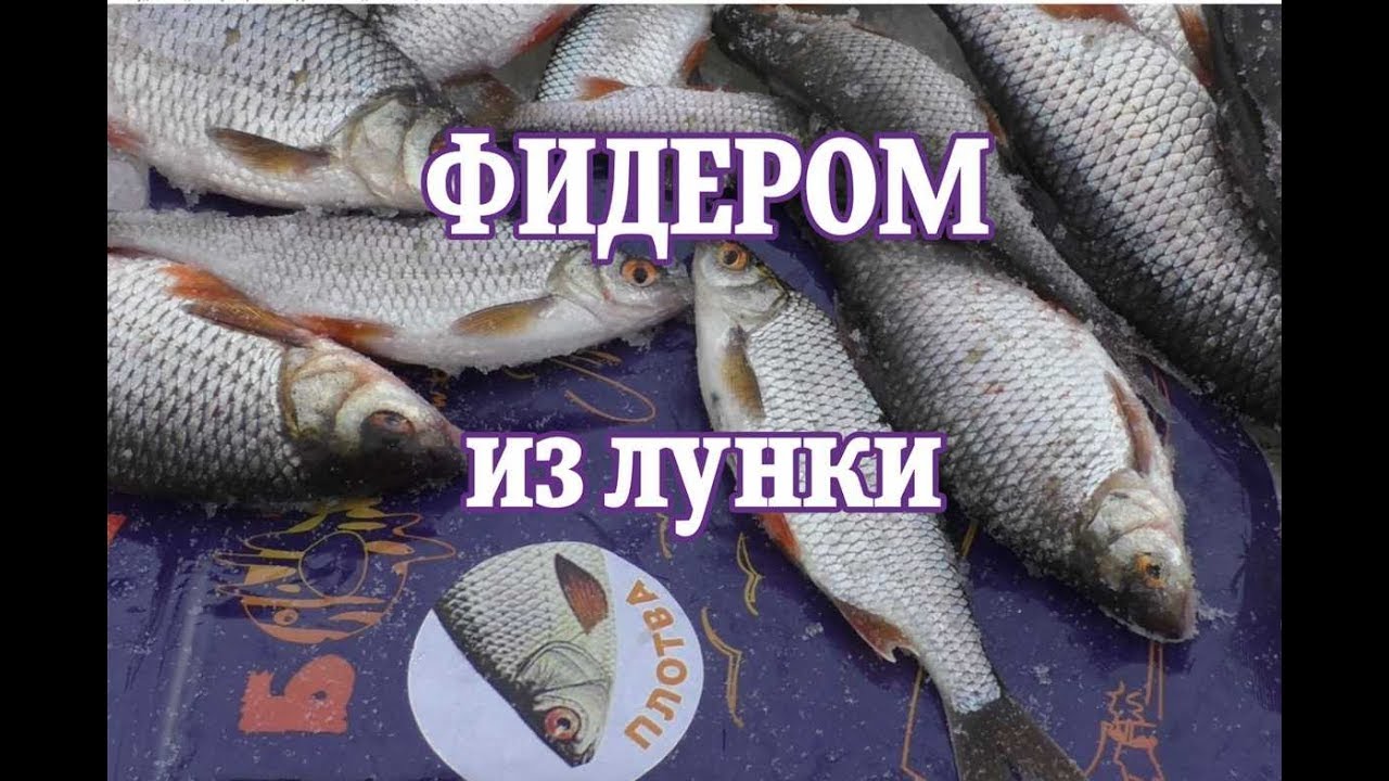 Фидером в лунку. Поймать много просто.