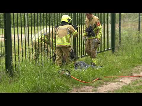 Ree vast in hek hek Grensweg Swalmen 25-5-2020