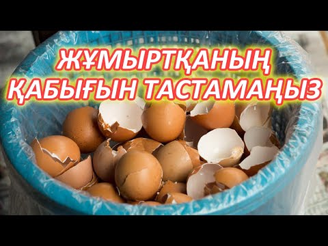 30 Жастан Асқан Әйелдер Көруі КЕРЕК,  Жұмыртқа қабығы 10 жылға жасартады, Керек арнасы