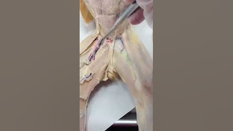 Cat Dissection Hind Leg 3