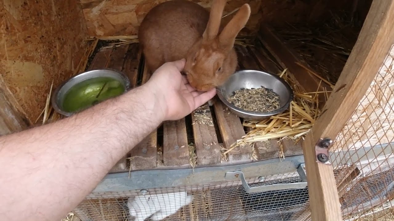 Iepurita de Neozeelandez Alb isi creste puii! Prima fatare