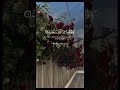 💕 Subscribe for more Quranic content #allah #islam #foryou #fyp #love #viral #shorts #tiktok #reels