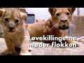 Løvekillingerne møder flokken