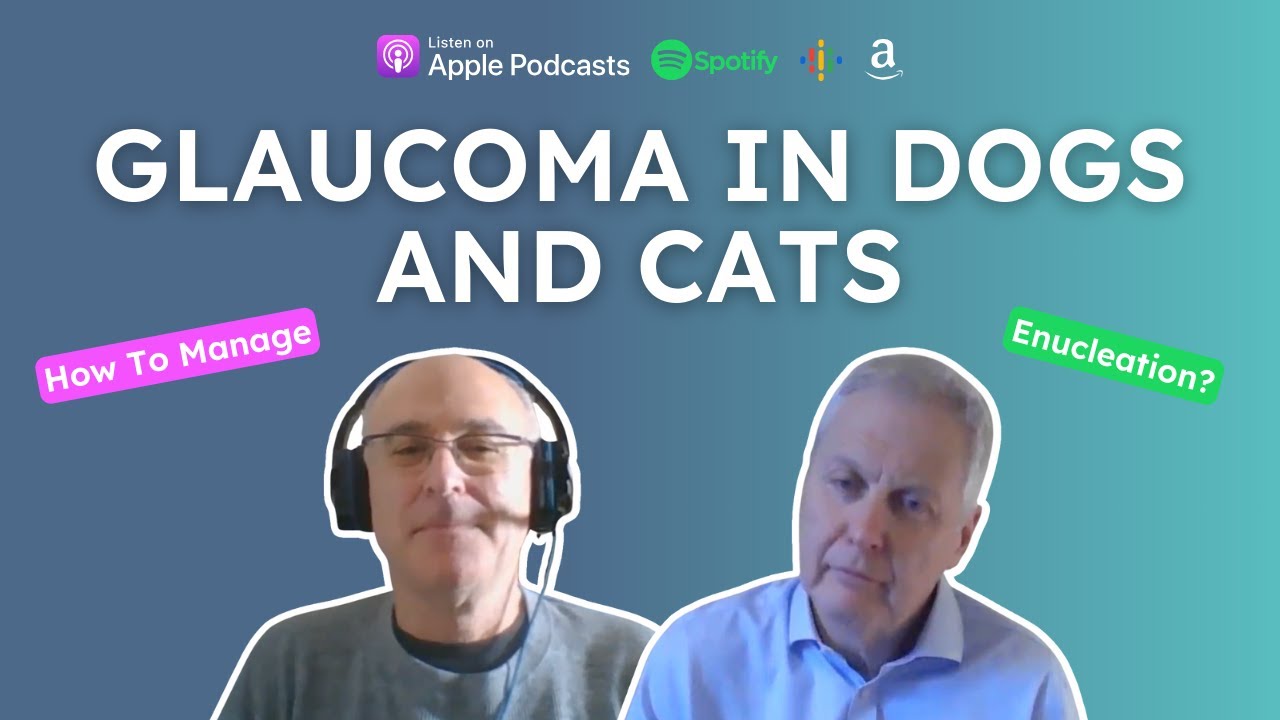 Glaucoma In Dogs And Cats: How Should We Manage It? - Ron Ofri | VETchat | Veterinary Podcast