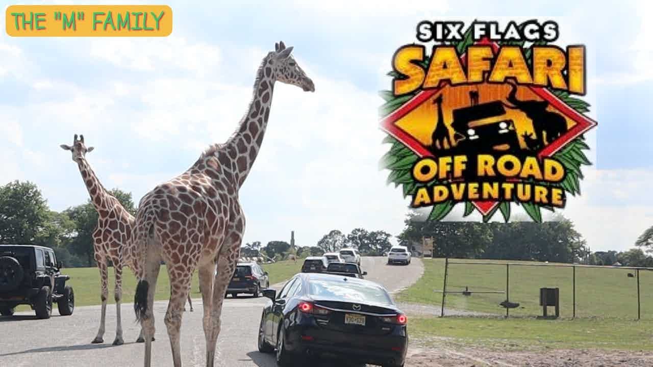 great adventure safari drive through